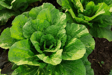 Wall Mural - chinese cabbage crops in growth at field