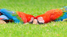 Two Red Macaws Feeding Of Seeds On The Ground.
