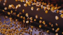 Dent Corn Grains On Seeds Separator Shaker For Cereals