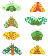 Painted Moths