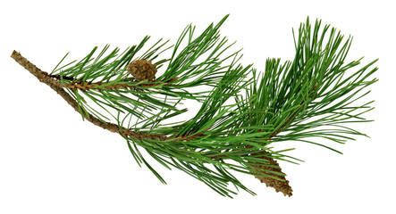 pine branch with cones, isolated without a shadow. close-up. christmas. new year.