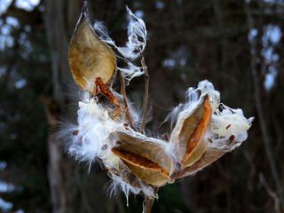 Milkweed Pod 2