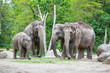 Elephant family in a Zoo of Berlin, Germany