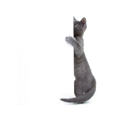 gray young cat peeking behind a white wall