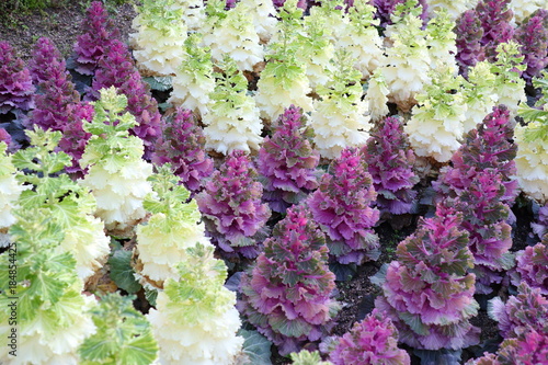 伸びた葉牡丹の花壇 Stock Photo Adobe Stock 伸びた葉牡丹の花壇 Stock Photo Adobe Stock
