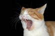 Cat yawning or growling against black