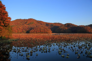 Wall Mural - 紅葉の上池　山形県鶴岡市大山　Kamiike / Tsuruoka, Yamagata, Japan