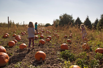 Michigan pumpkin patch