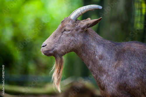 portrait of a german male goat with a long beard Poster