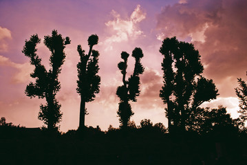 Four tall trees stretched up to the lovely sky