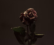 withered rose flower