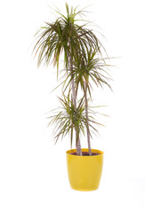 dracaena marginata plant