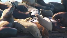 Large Group Of Seals Resting On Dock