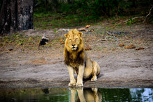 Vigilant Male Lion Sitting By The Waterhole