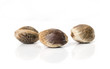 Close up of hemp seeds on white background