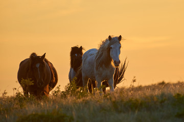 Horses graze on pasture at sunset.   The horse (Equus ferus caballus) is one of two extant subspecies of Equus ferus. It is an odd-toed ungulate mammal belonging to the taxonomic family Equidae.