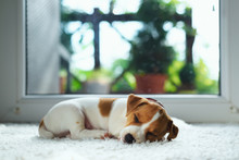 Jack Russel Puppy On White Carpet. Small Dog Sleep In The House