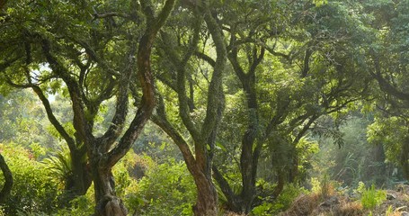 Sticker - Green forest and sunlight