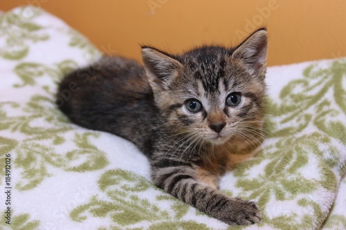 Adorable Brown Tabby Kitten Buy This Stock Photo And Explore
