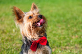 Fototapeta Zwierzęta - Yorkshire terrier in red bow with outstretched tongue