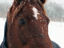 Close Up Of A Brown Horse In Falling Snow With Face And Eyes