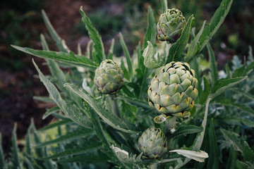 Wall Mural - Artichokes growing on a farm.