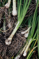 Wall Mural - Freshly picked green onions.