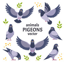 Pigeons Collection. Vector Illustration Of Grey Cartoon Pigeon In Different Poses. Isolated On White Background.