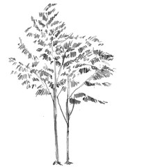 Hand drawn black tree isolated on white background. Branches of small plant on vector illustration. Simple gray sketch.
