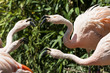Flamingoes belong to the wading birds in the family Phoenicopteridae. There are 6 flamingo species, here you see the Greater Flamingo (Phoenicopterus roseus), which ich the most widespread flamingo