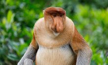 Portrait Of Wild Proboscis Monkey In Sabah Malaysia
