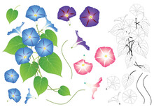 Blue Pink And Purple Morning Glory Outline