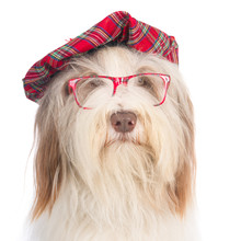 Bearded Collie With A Scottish Baret And Glasses