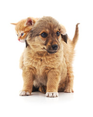 Wall Mural - Kitten and puppy.