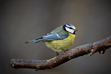 Wall Mural - Blue Tit