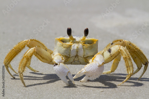 Fotografie, Obraz Atlantic ghost crab (Ocypode quadrata) at the ocean beach, South Carolina, USA