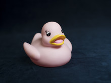 Pink Rubber Duck On Dark Blue Velour