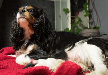 young female Cavalier shortly after delivery with newborn sweet defenseless white and two black puppies wrapped in a blanket closeup