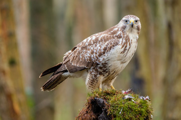 Wall Mural - Buzzard