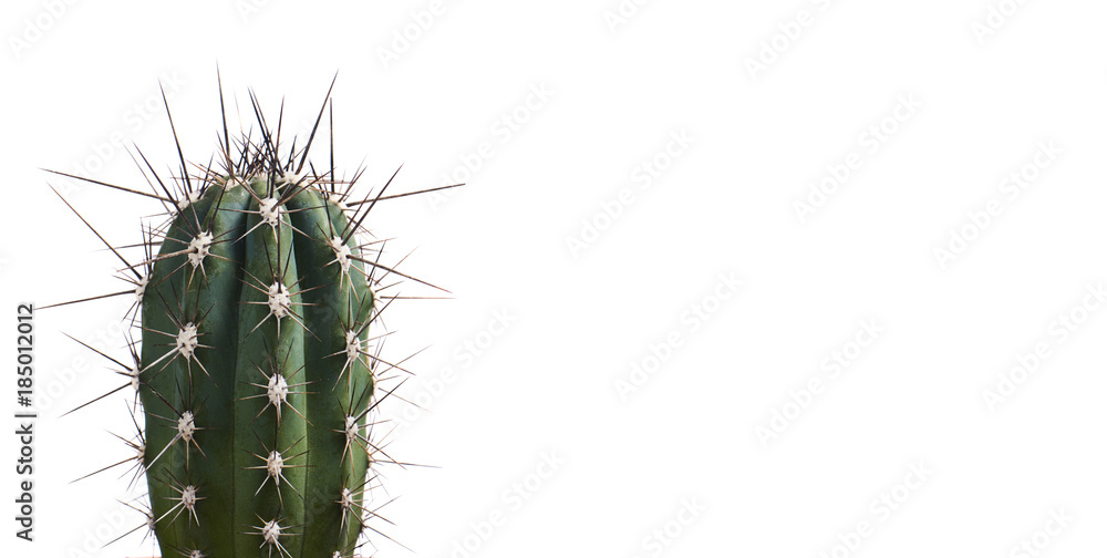 Foto-Plissee zum Schrauben - Succulent cactus isolated on white background