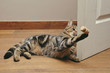chat tigré jouant avec un bouchon accroché à une porte