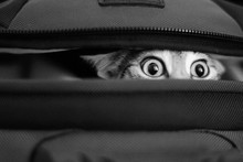 Adorable Cat Peeking Out Of Bag. Bw