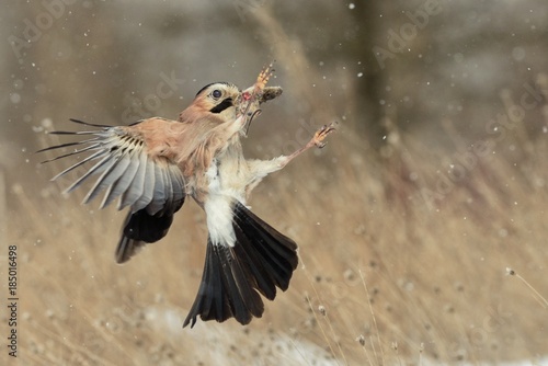 Fotografía Eurasian jay (Garrulus glandarius) in flight with prey in beak