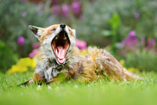 Red Fox Lying And Yawning On The Grass In The Back Garden In A Suburb Of London. Relaxed And Sleepy Fox In Summer.