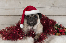Cute Christmas Pug Puppy Dog, Lying Down In Red Tinsel Wearing Santa Claus Hat, On Sheepskin With Ornaments And Vintage Wooden Background