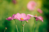 Fototapeta Krajobraz - Pink flowers with blurred background
