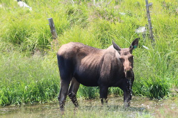 Female Moose Drinking from pond