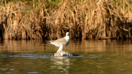 Sticker - Herring Gull, Sea  Gull, Larus argentatus