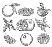 Hand Drawn Orange. Blossom Citrus Orange Fruit On Branc Vintage Ink Sketch Isolated On White Background, Vector Illustration