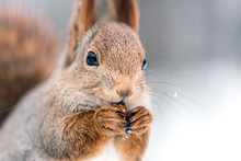 Closeup Shoot Of Red Squirrel With Nut On Blurry Forest Background